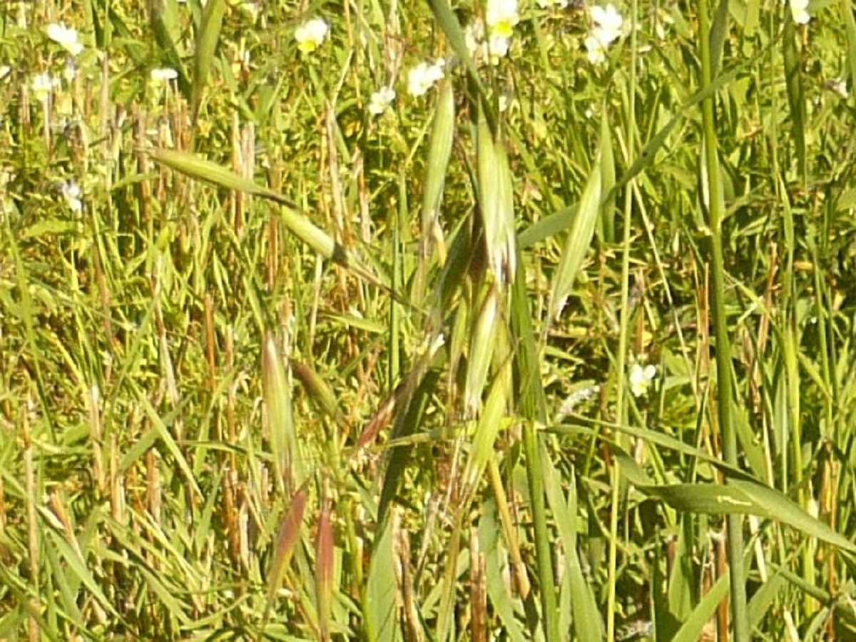 Avena strigosa (Poaceae)